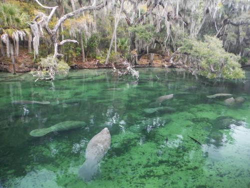 Manatees and Live Oaks