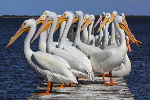 White Pelicans on Dock