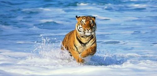 Bengal Tiger in Surf Panoramic